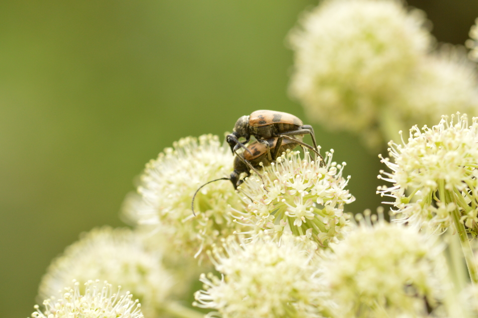 Pachytodes cerambyciformis - változékony virágcincér