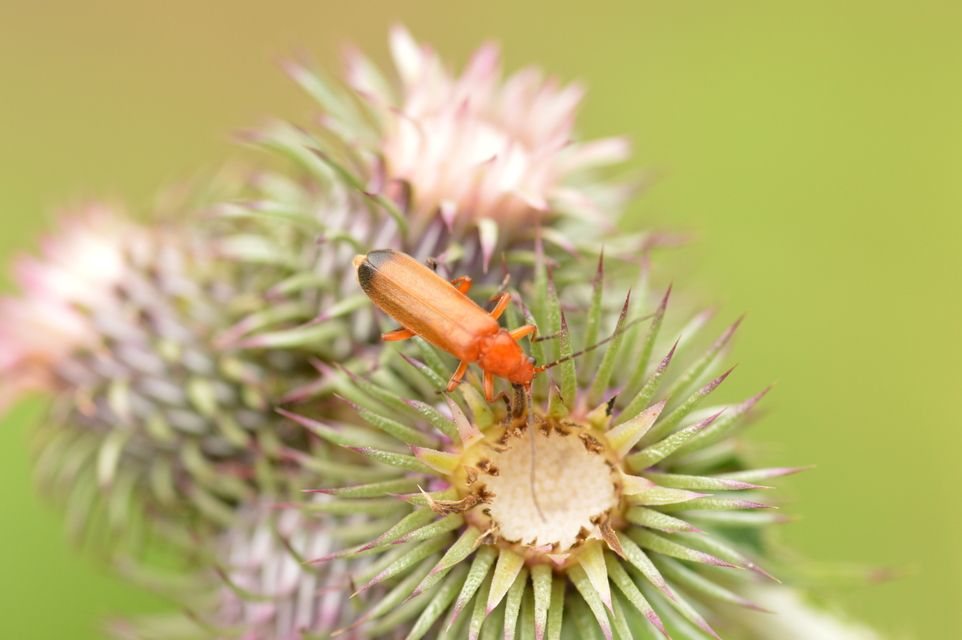Rhagonycha fulva - feketevégű lágybogár