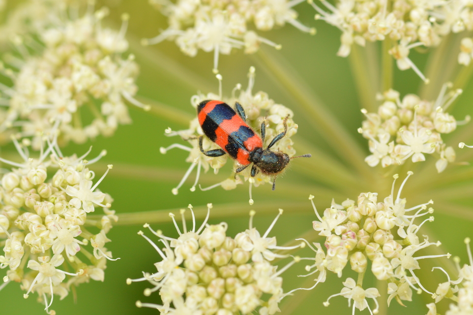 Trichodes apiarius - szalagos méhészbogár