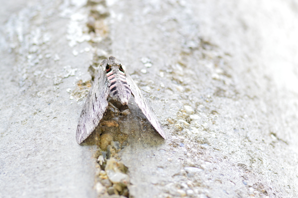 Agrius convolvuli - szulákszender