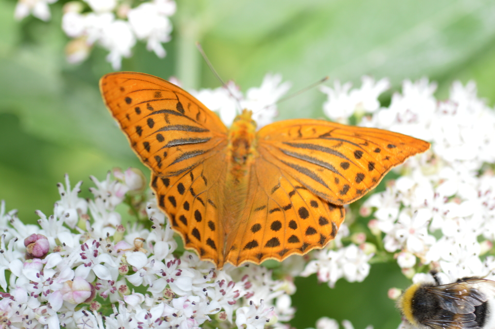 Argynnis paphia - nagy gyöngyházlepke