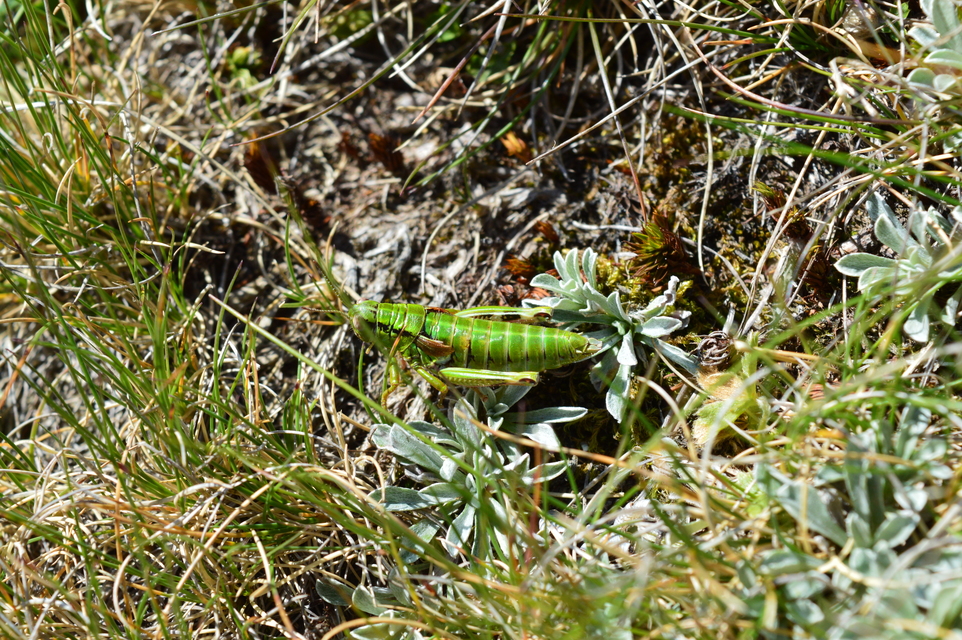Miramella ebneri
