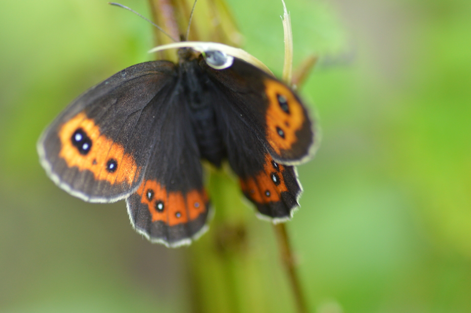 Erebia euryale