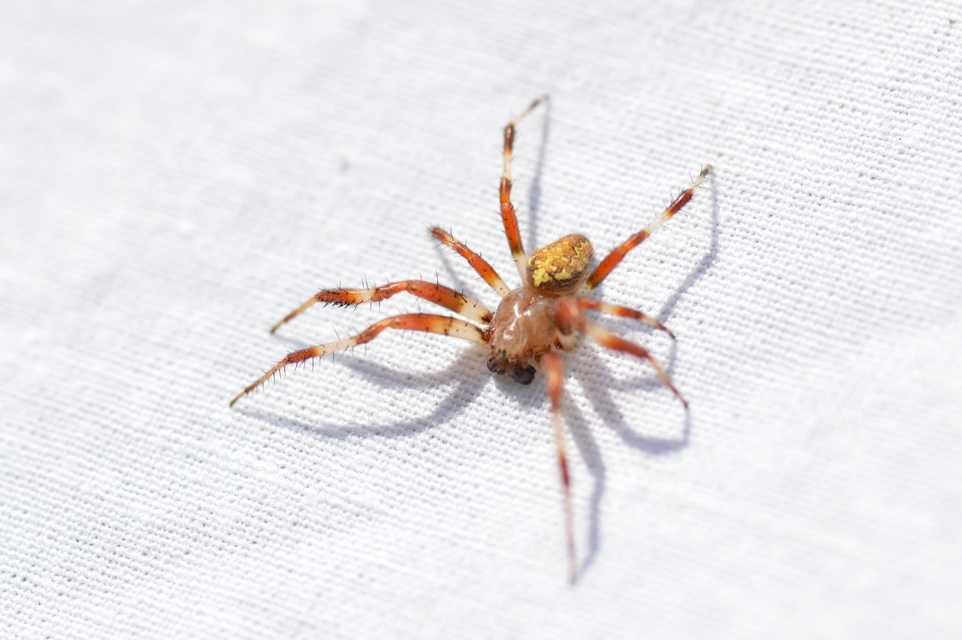 Araneus marmoreus - márványos keresztespók
