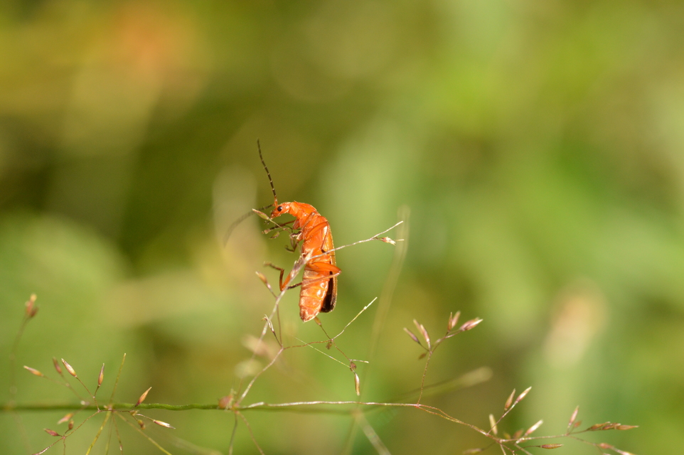 Rhagonycha fulva - feketevégű lágybogár