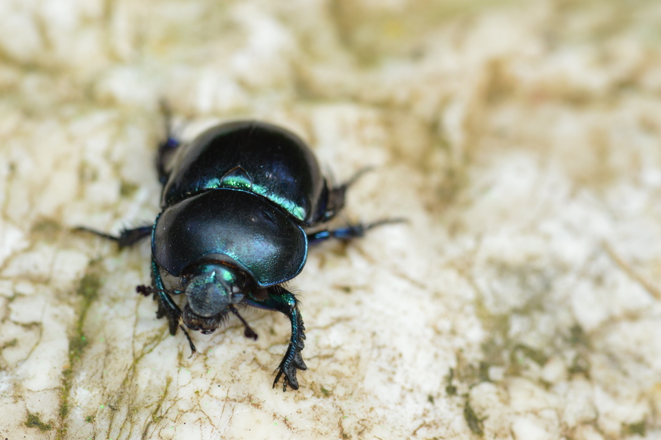 Trypocopris vernalis - tavaszi álganéjtúró