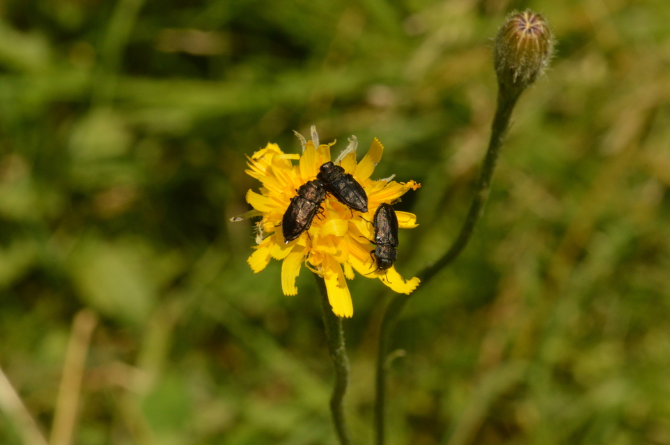 Anthaxia quadripunctata - fekete virágdíszbogár Anthaxia quadripunctata - fekete virágdíszbogár