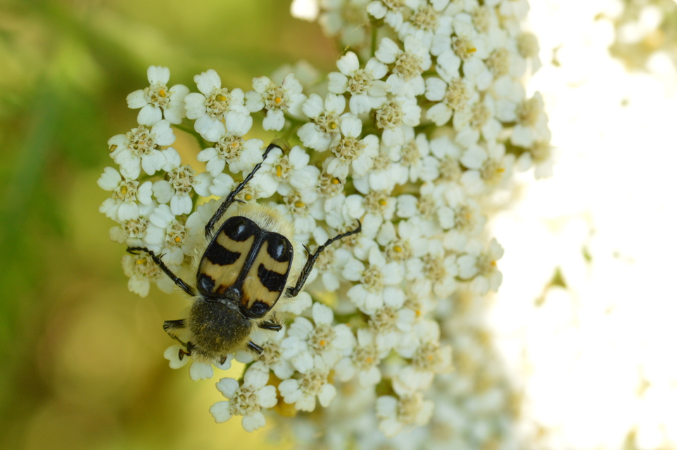 Trichius fasciatus - nyugati prémesbogár