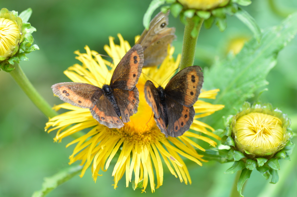 Erebia