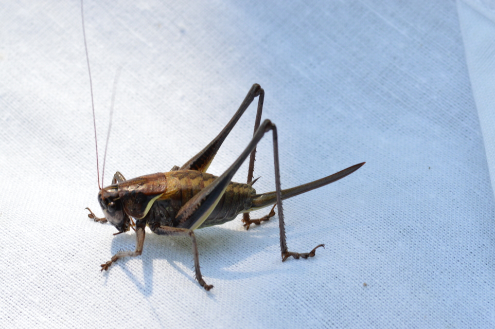 Pholidoptera transsylvanica - erdélyi avarszöcske