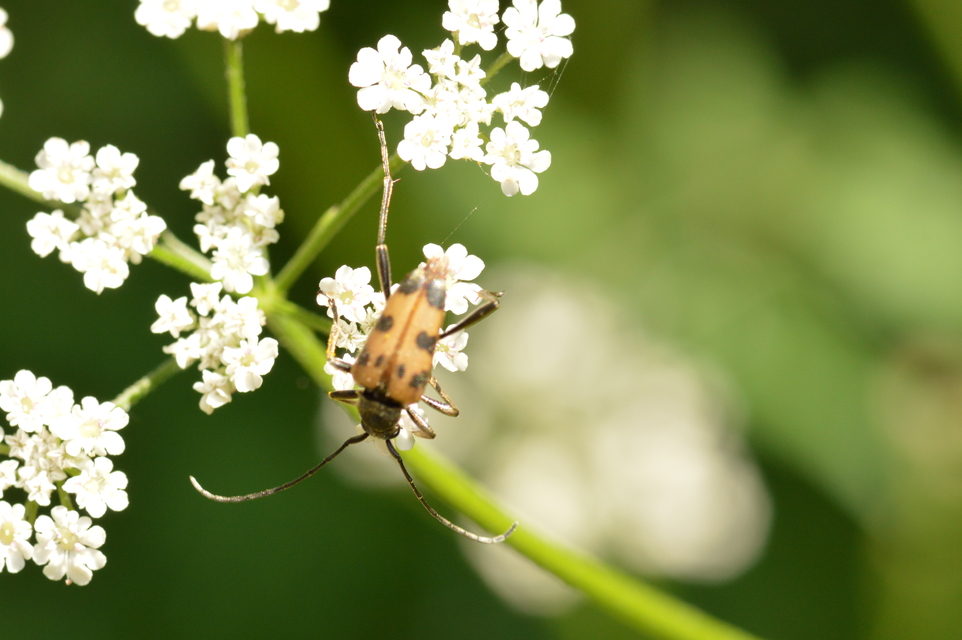 Pachytodes cerambyciformis - változékony virágcincér