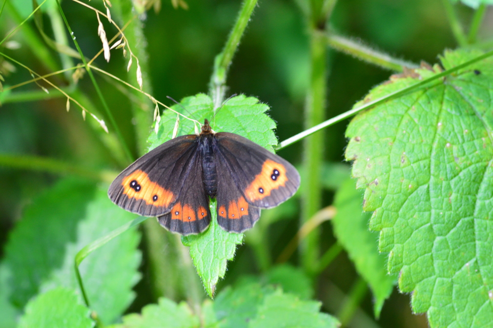 Erebia euryale