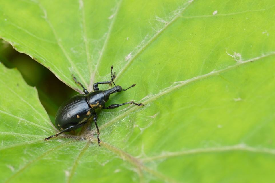Liparus glabrirostris - közönséges acsalapuormányos