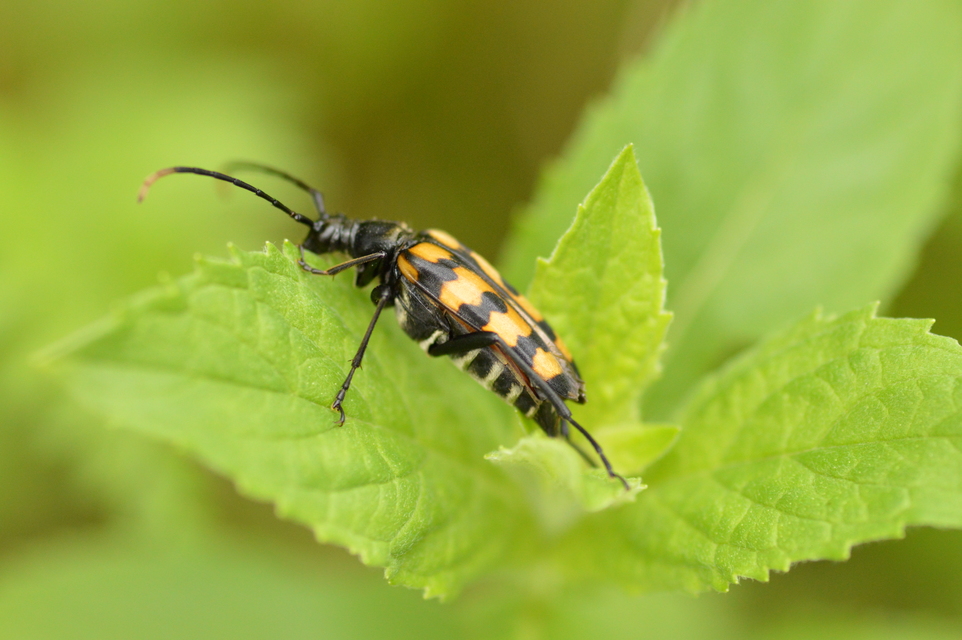 Leptura quadrifasciata - feketeszőrű szalagoscincér