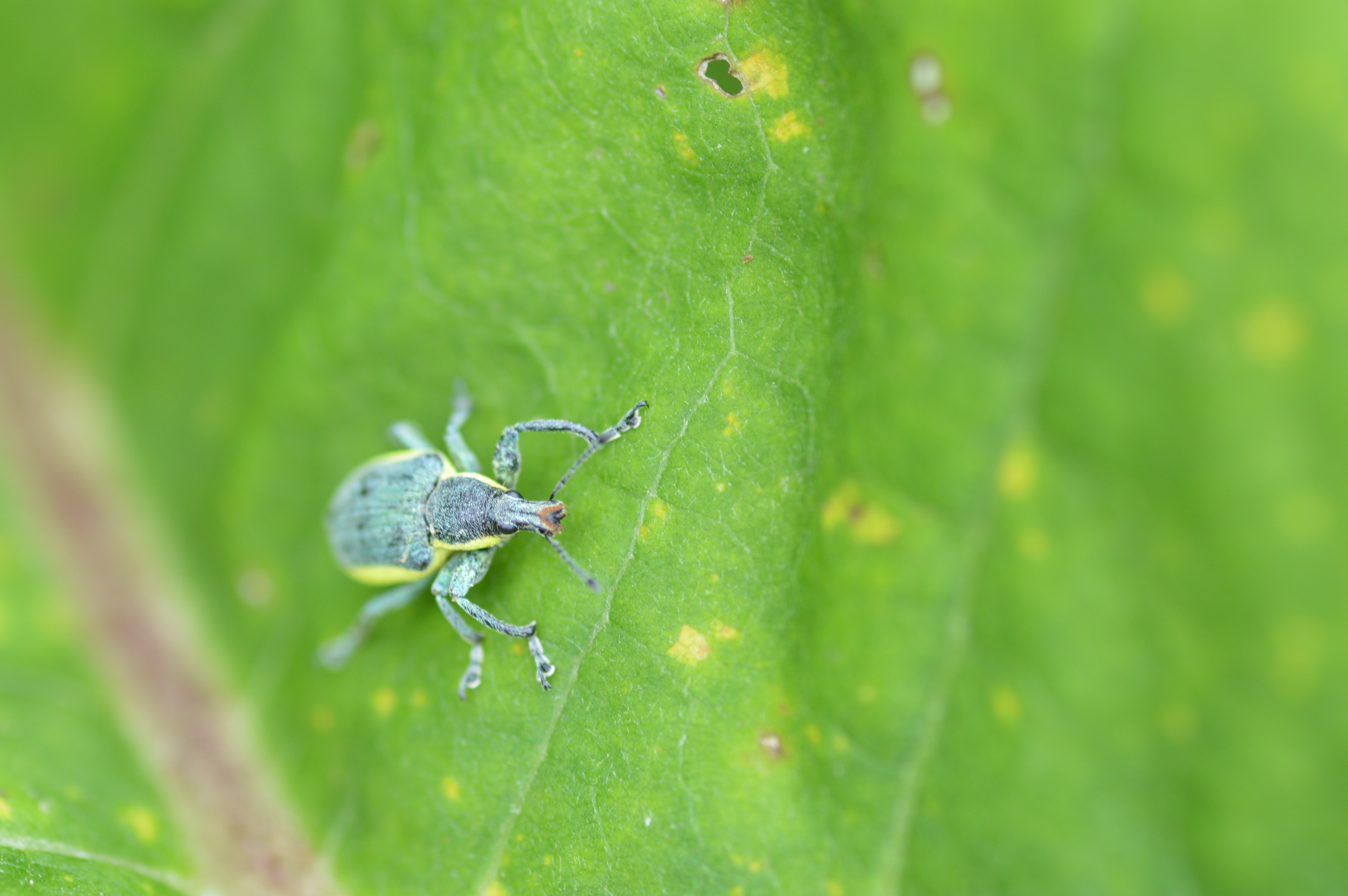 Chlorophanus viridis - sárgaszegélyes zöldormányos