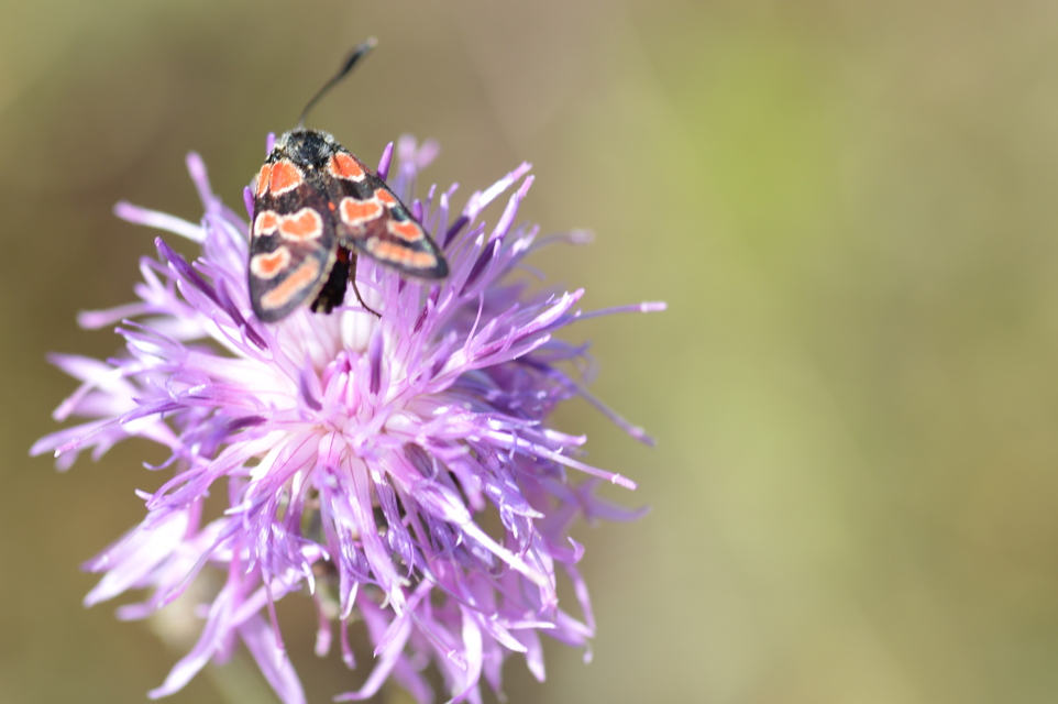 Zygaena carniolica - fehérgyűrűs csüngőlepke