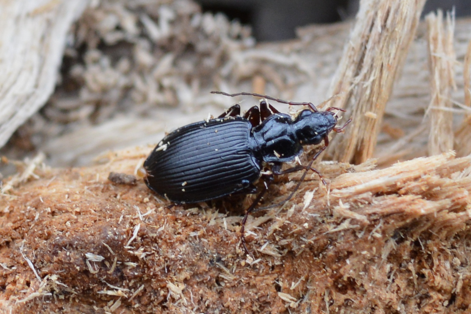 Limodromus assimilis - vöröslábú kisfutó
