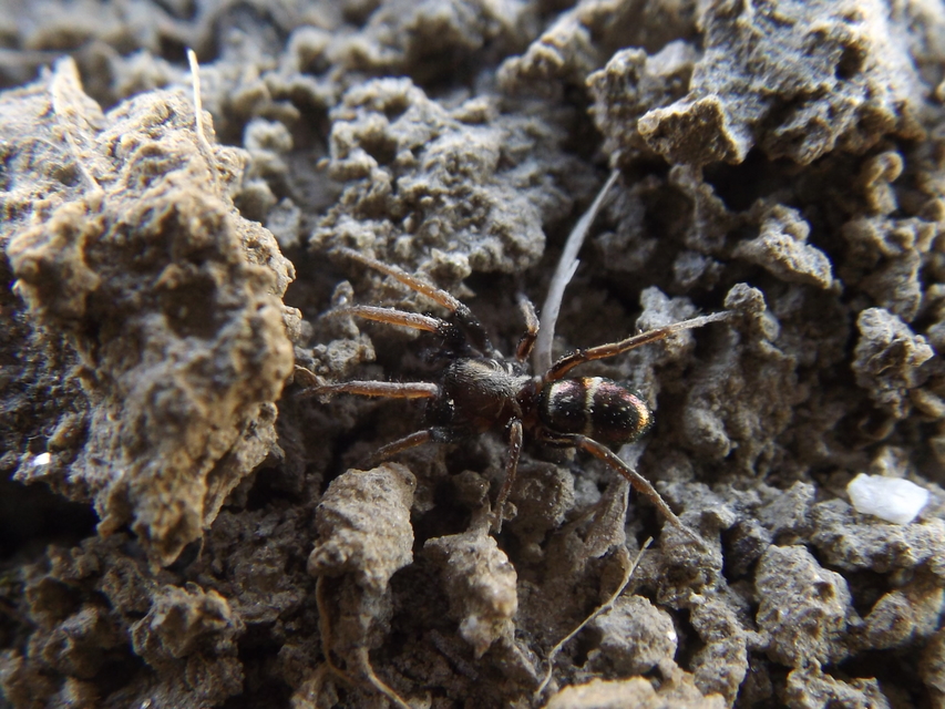 Micaria pulicaria - ékes fémpók