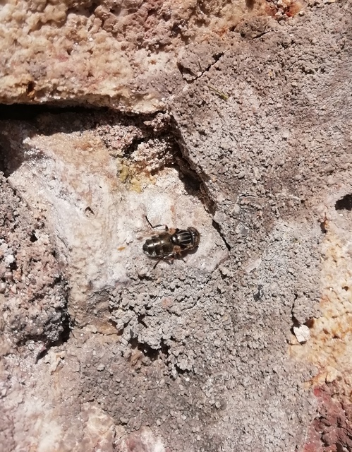 Eristalinus aeneus - bronzos foltosszeműlégy