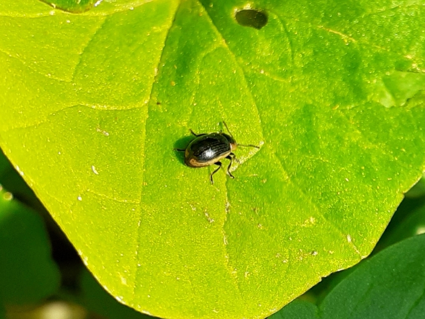 Prasocuris marginella - szegélyes boglárkalevelész