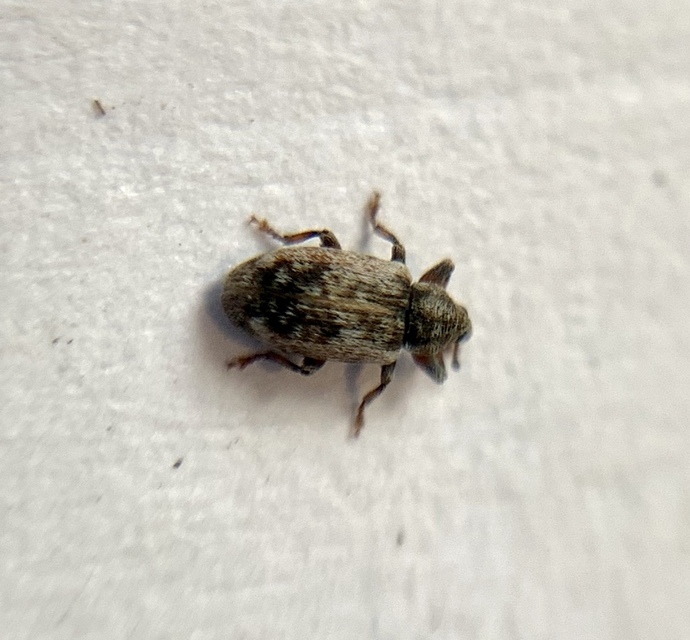 Dorytomus minutus - parányi hangormányos