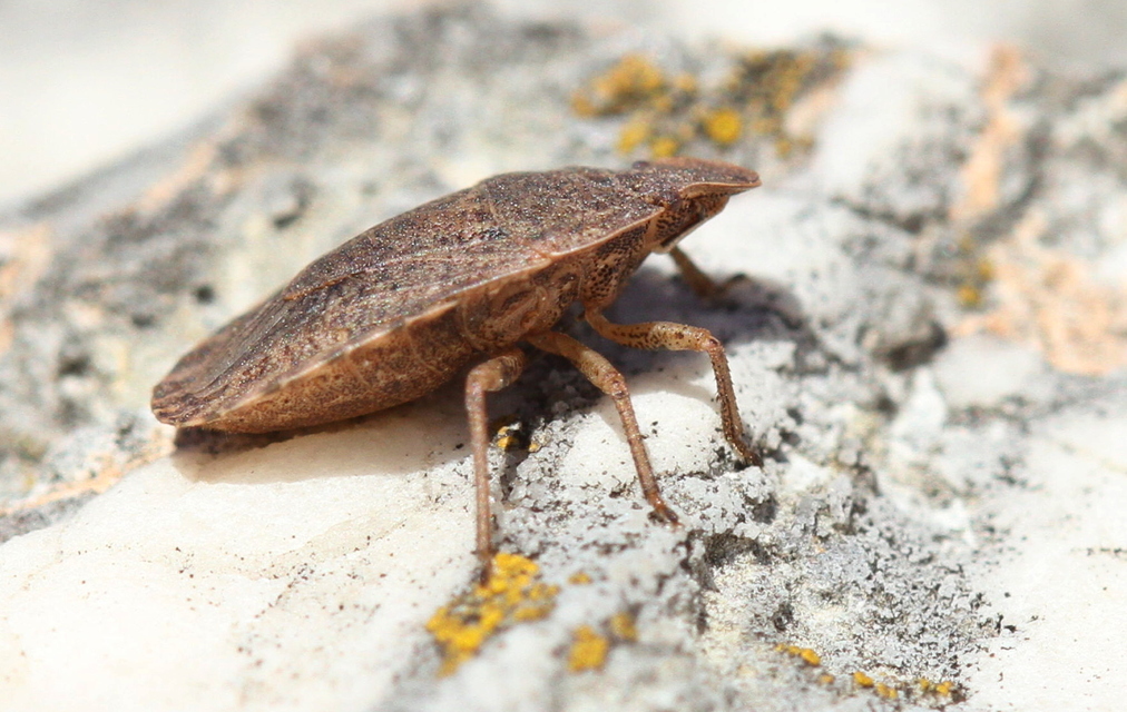 Sciocoris Sciocoris
