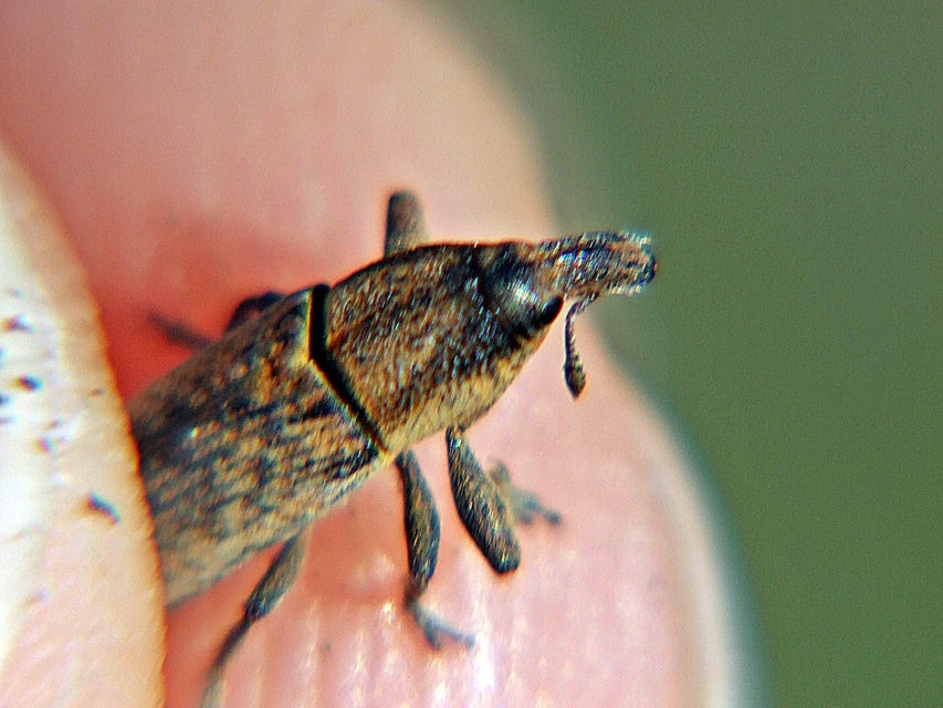Lixus brevipes - vaskosorrú dudvabarkó