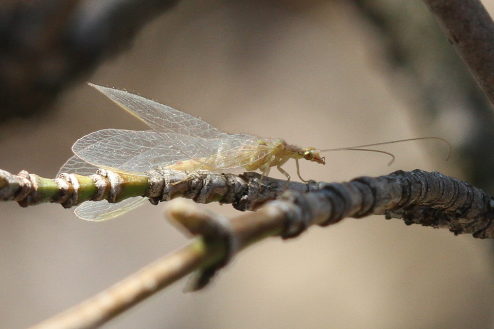Chrysopidae - zöldfátyolkák