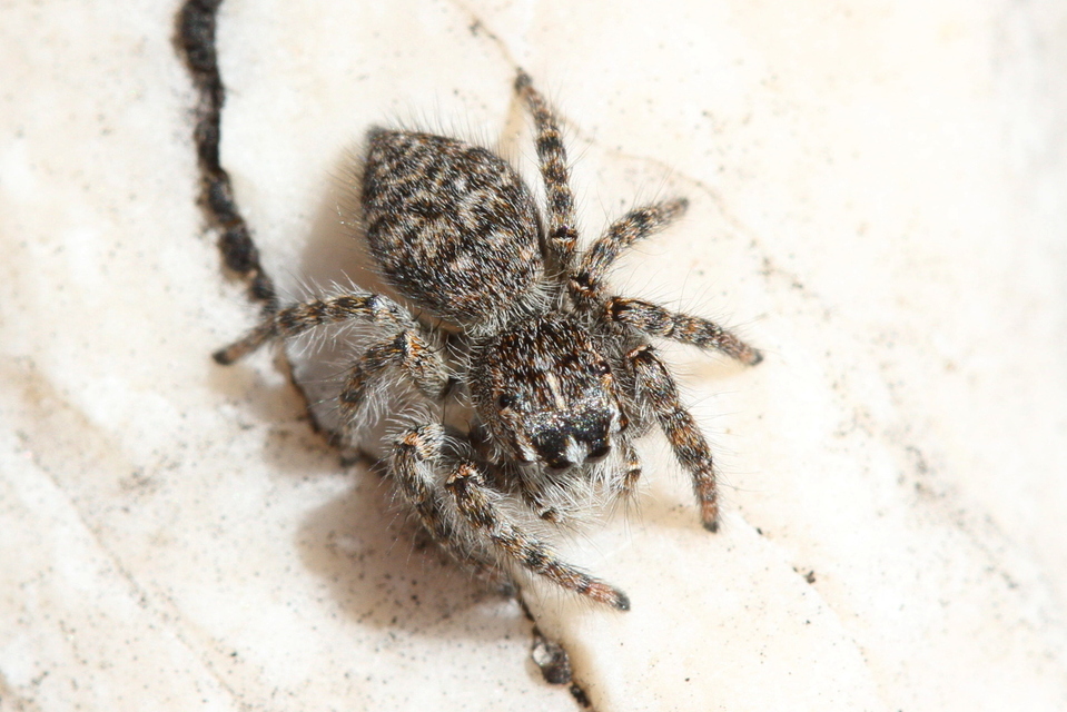 Philaeus chrysops - piros ugrópók
