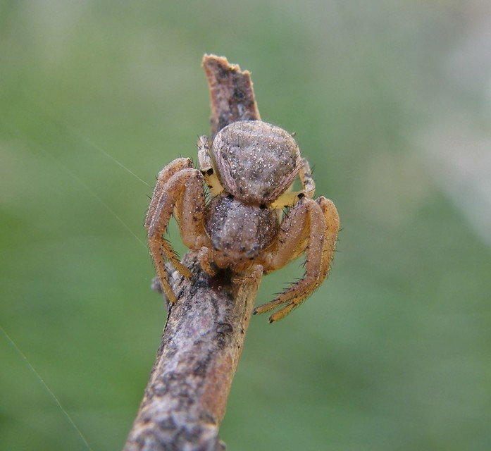 Xysticus