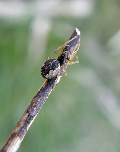 Pachygnatha degeeri