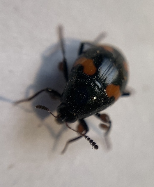 Scaphidium quadrimaculatum - négyfoltos sajkabogár