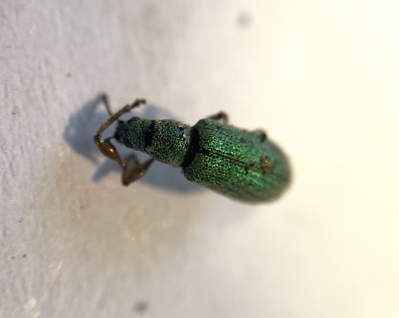 Phyllobius argentatus - ezüstös levélormányos