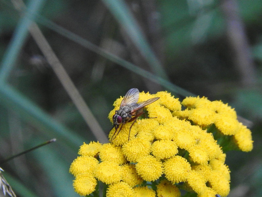 Muscidae - igazi legyek