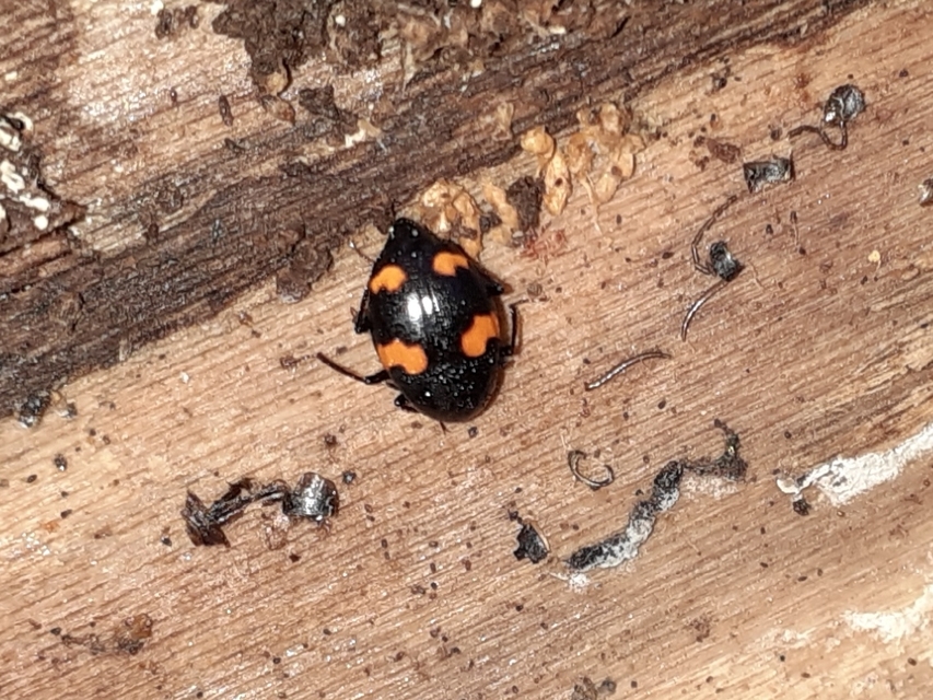 Scaphidium quadrimaculatum - négyfoltos sajkabogár