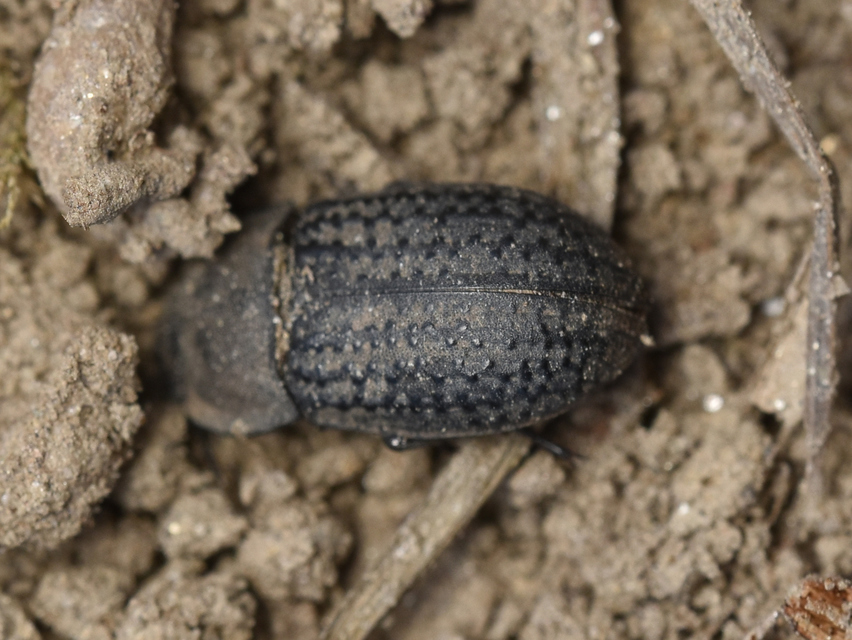 Opatrum sabulosum - sároshátú gyászbogár