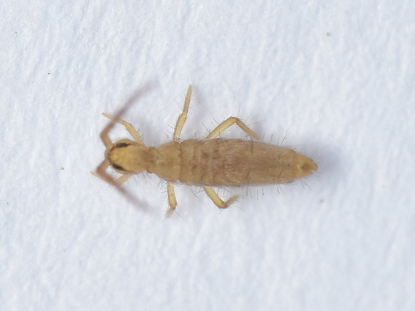 Collembola - Ugróvillások