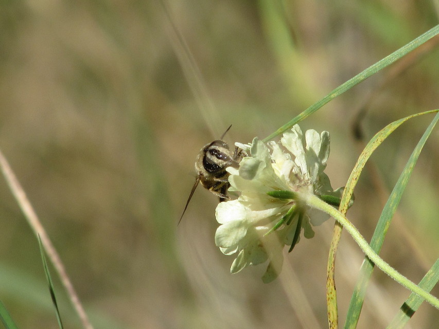 Eristalis tenax - közönséges herelégy
