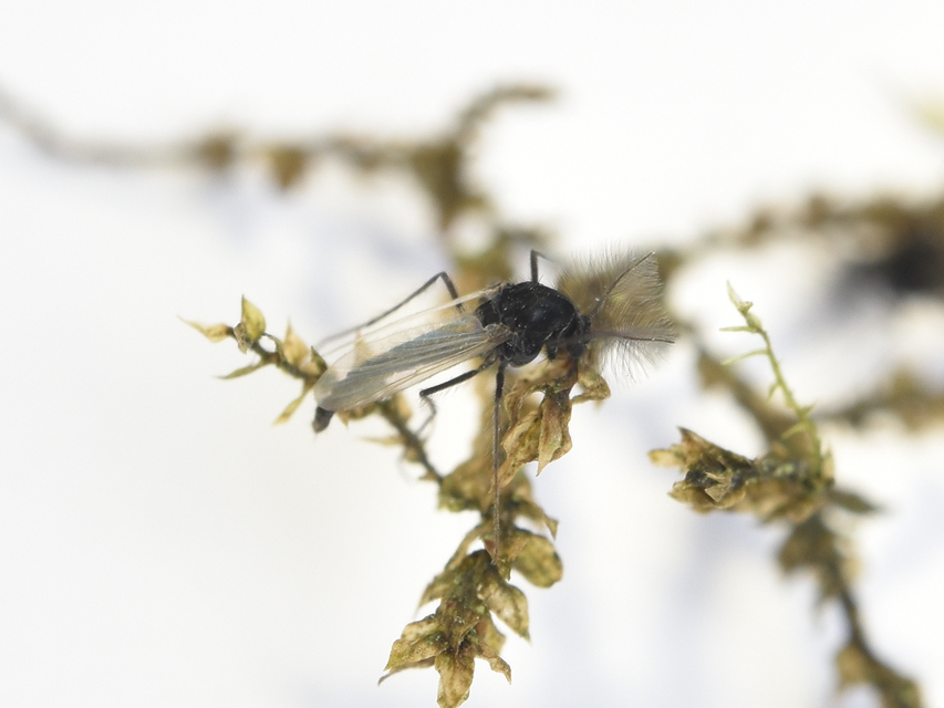 Chironomidae - árvaszúnyogok