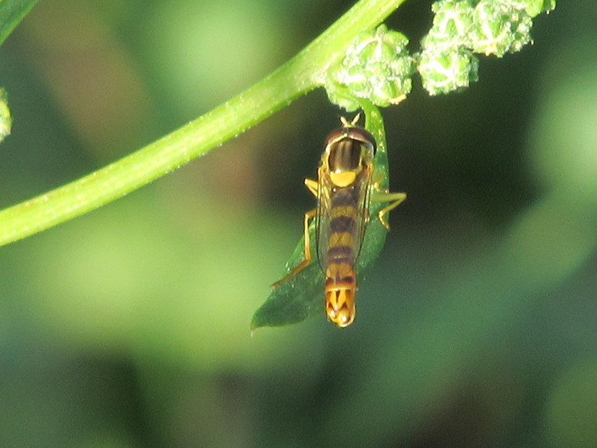 Sphaerophoria