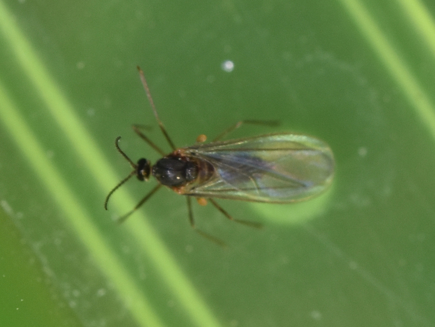 Cecidomyiidae - gubacsszúnyogok