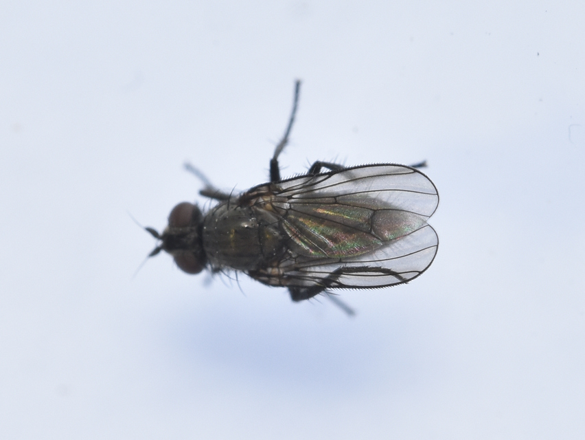Anthomyiidae - viráglegyek