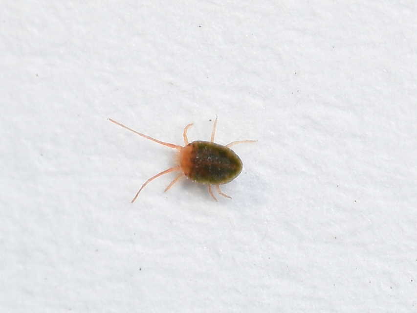 Tetranychidae