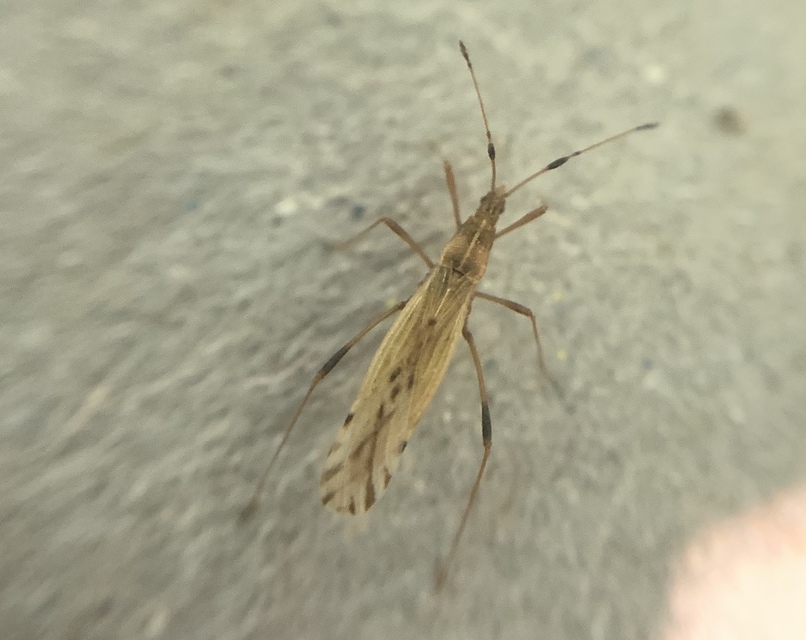 Berytinus