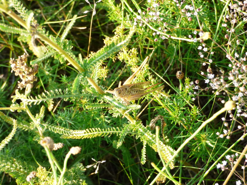 Gampsocleis glabra - tőrös szöcske