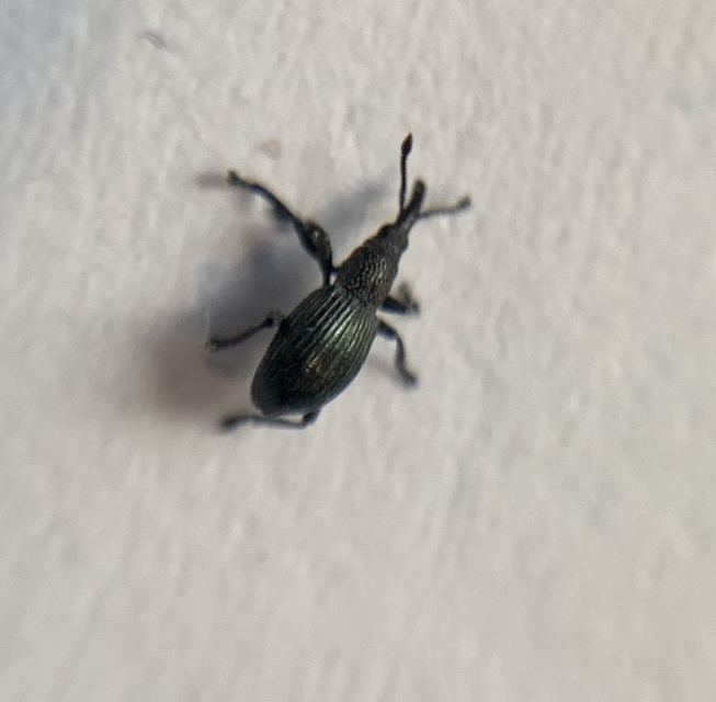 Ceratapion onopordi - szamárbogáncs-cickányormányos Ceratapion onopordi - szamárbogáncs-cickányormányos