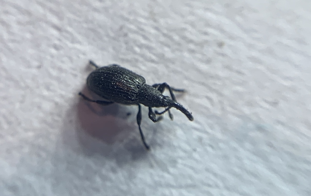 Diplapion confluens - vésetthomlokú cickányormányos