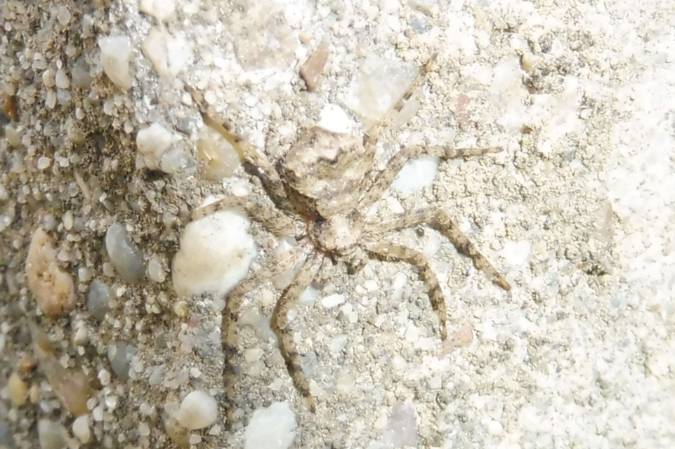Philodromus poecilus - cifra karolópók