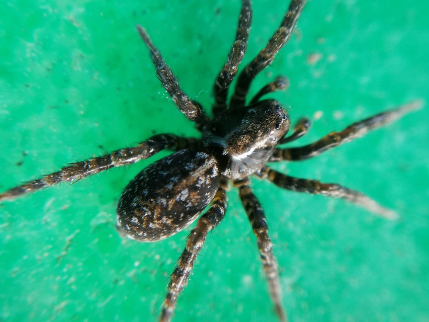 Arctosa leopardus