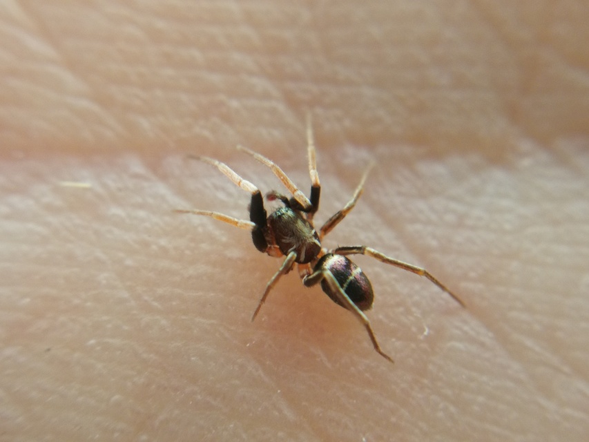 Micaria pulicaria - ékes fémpók